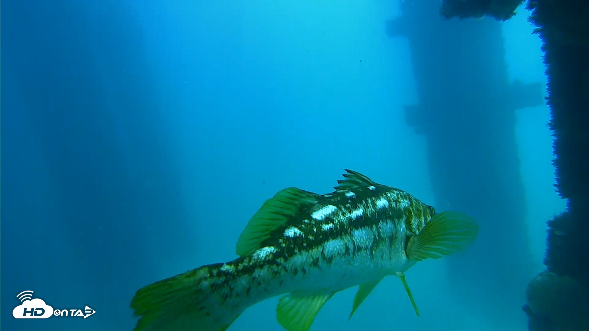 Snapshot of Scripps Pier Underwater Live Webcam taken Sep 15, 2026, 1:04pm PDT