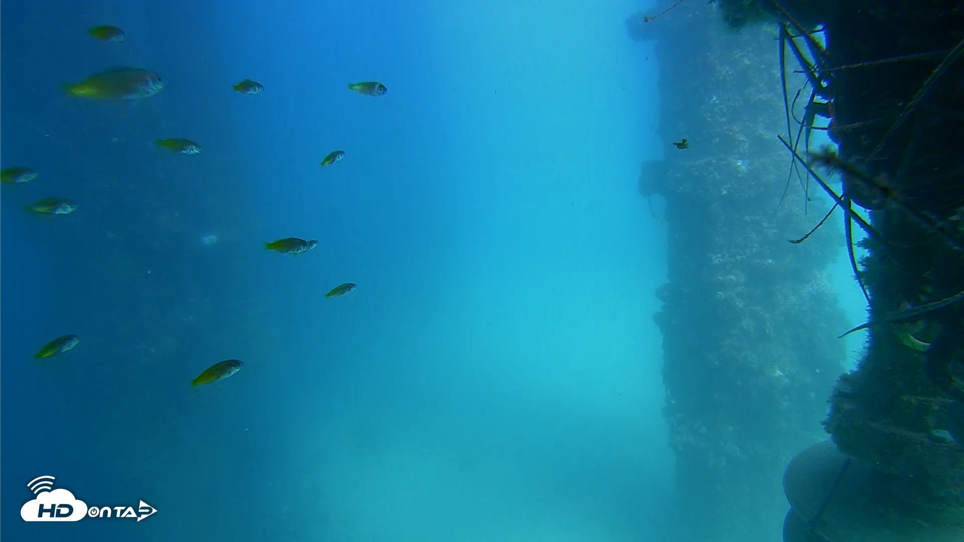 Snapshot of Scripps Pier Underwater Live Webcam taken Aug 18, 2025, 2:39pm PDT