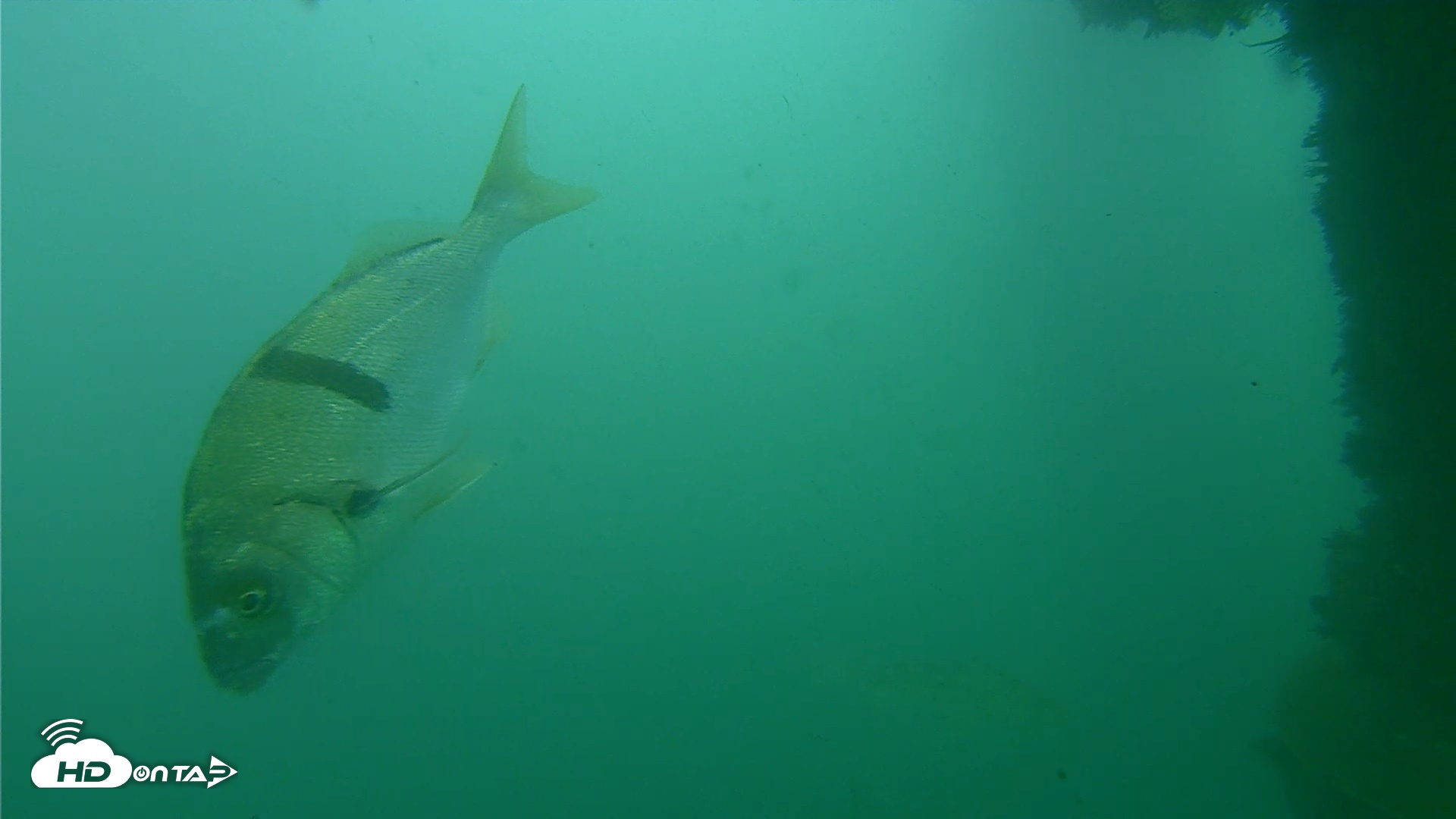 Snapshot of Scripps Pier Underwater Live Webcam taken Oct 12, 2026, 5:07pm PDT