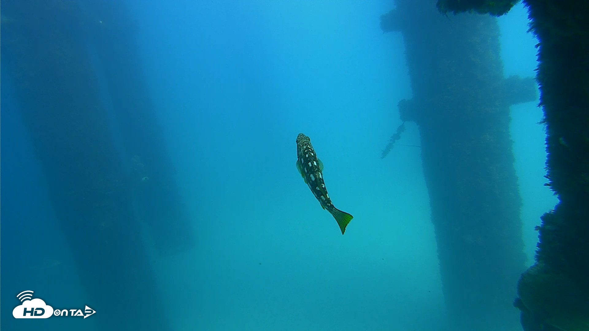 Snapshot of Scripps Pier Underwater Live Webcam taken Sep 22, 2026, 2:16pm PDT