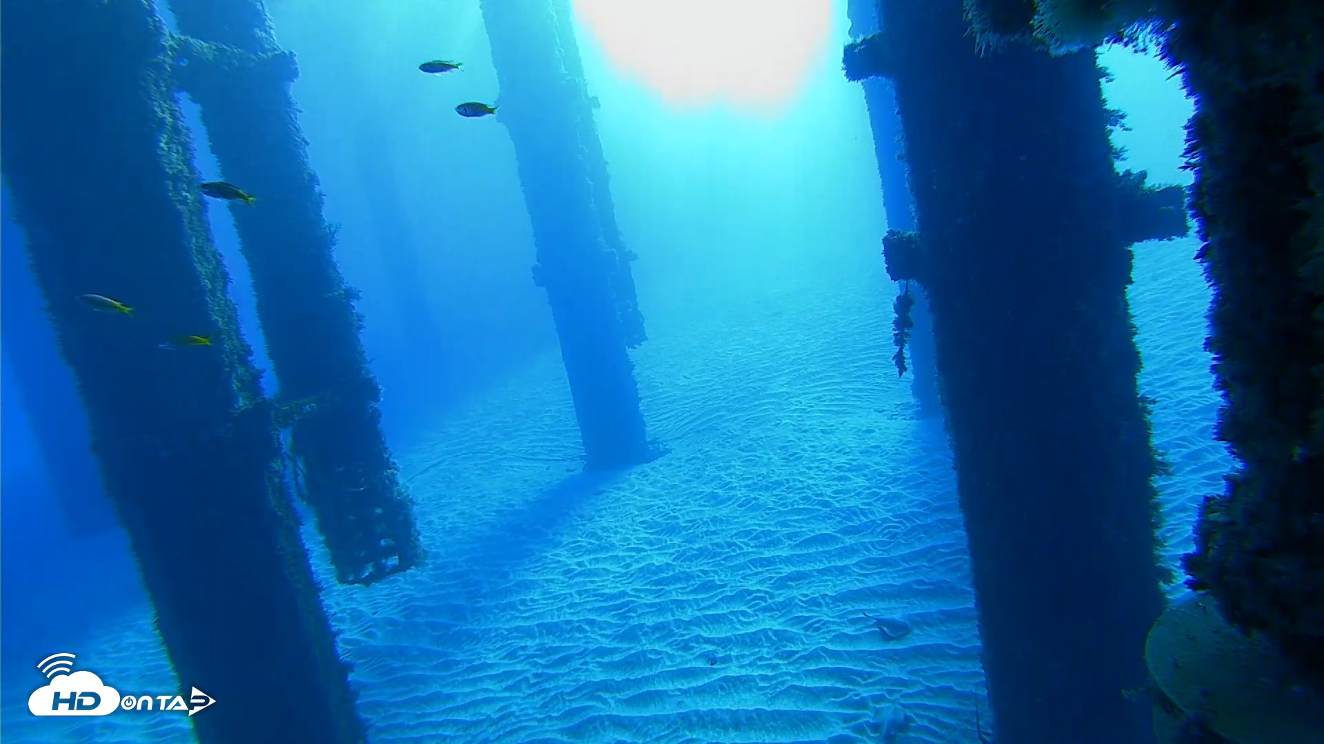 Snapshot of Scripps Pier Underwater Live Webcam taken Oct 18, 2026, 8:16am PDT