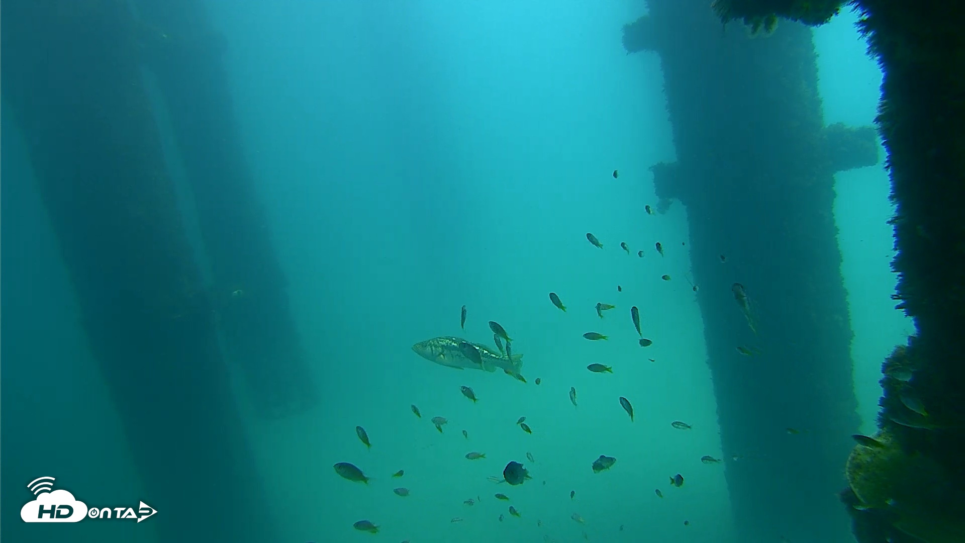 Snapshot of Scripps Pier Underwater Live Webcam taken Sep 23, 2026, 12:20pm PDT