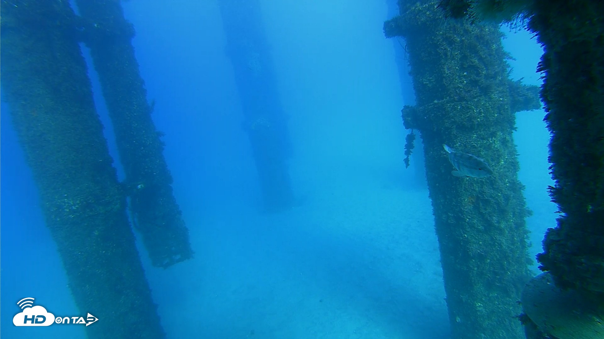 Snapshot of Scripps Pier Underwater Live Webcam taken Oct 19, 2026, 4:39pm PDT