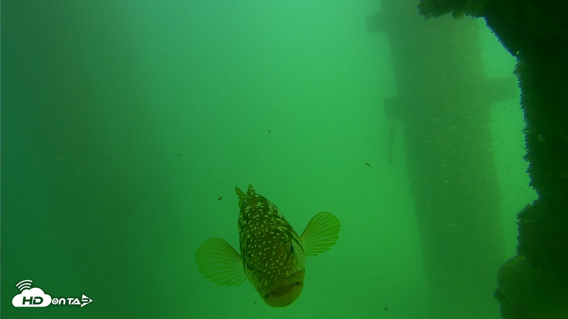 Snapshot of Scripps Pier Underwater Live Webcam taken Sep 18, 2026, 2:48pm PDT