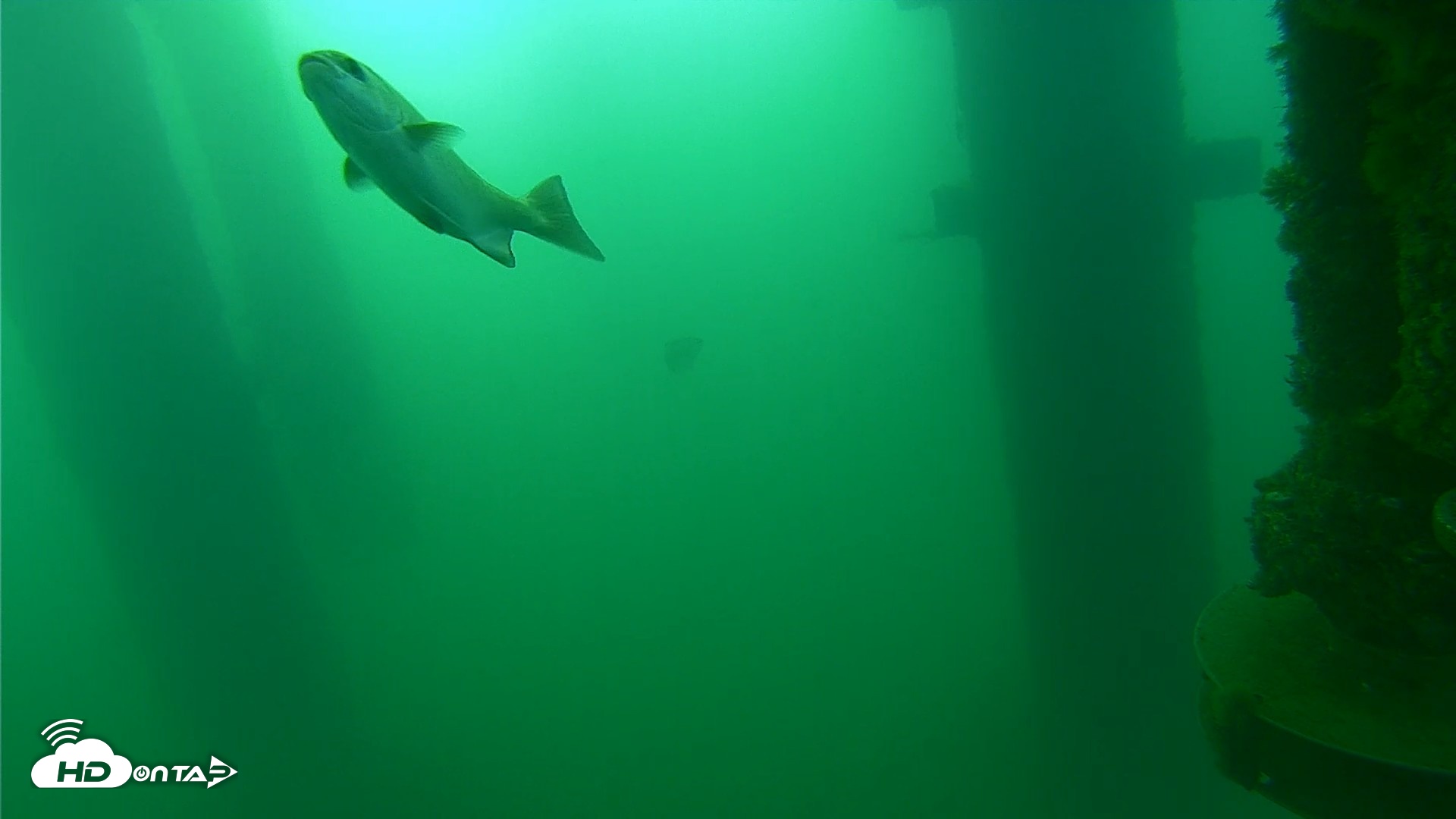 Snapshot of Scripps Pier Underwater Live Webcam taken Aug 20, 2026, 7:28am PDT