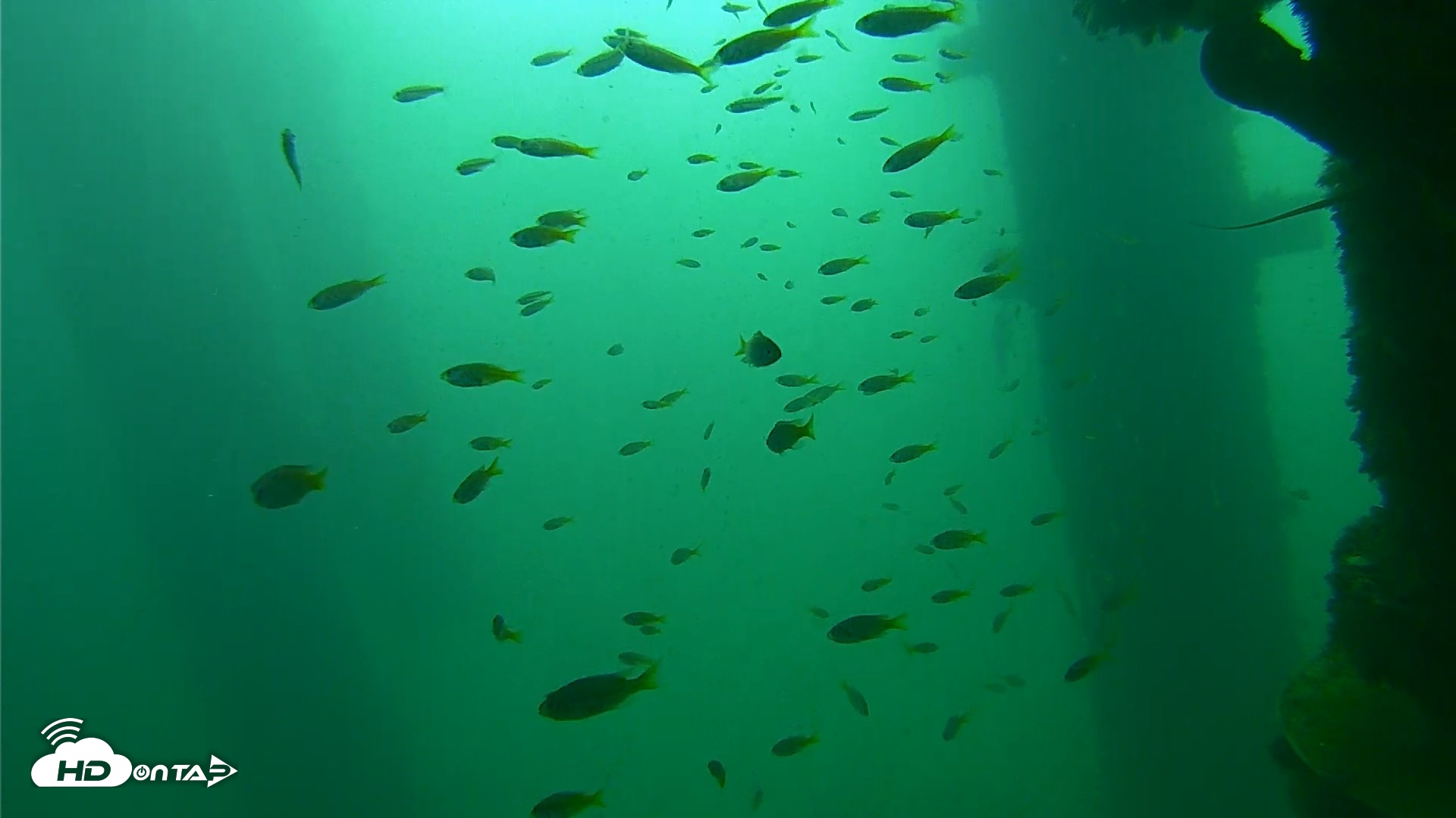Snapshot of Scripps Pier Underwater Live Webcam taken Sep 23, 2026, 9:51am PDT
