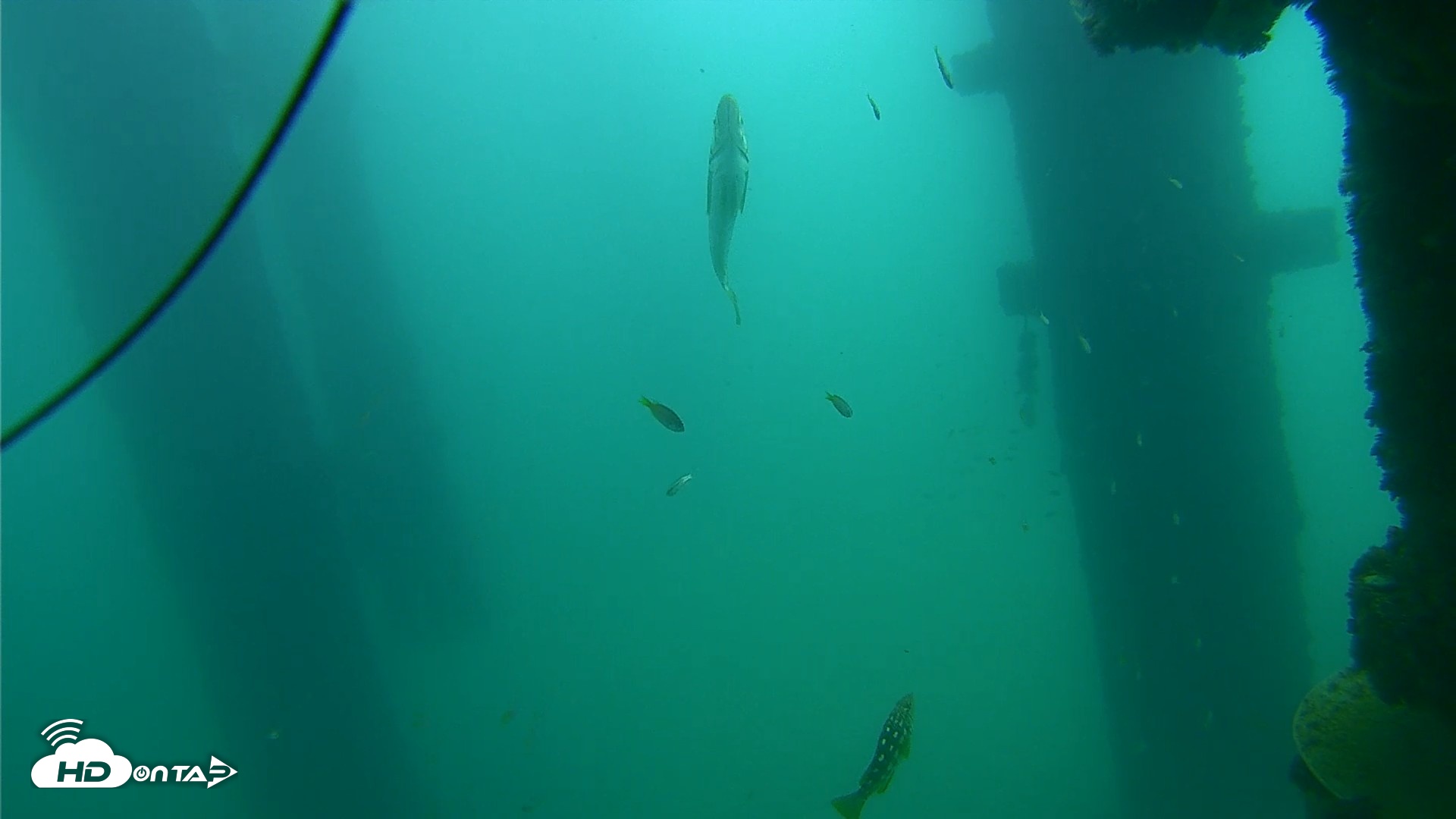 Snapshot of Scripps Pier Underwater Live Webcam taken Sep 18, 2026, 10:47am PDT