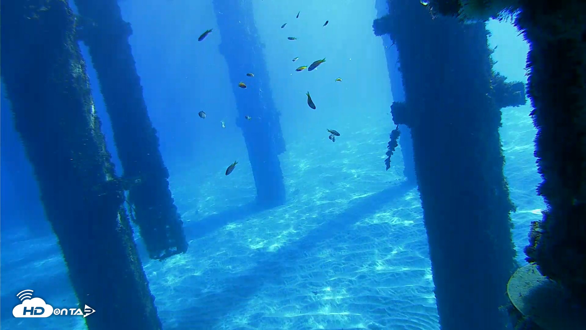 Snapshot of Scripps Pier Underwater Live Webcam taken Oct 18, 2026, 10:41am PDT