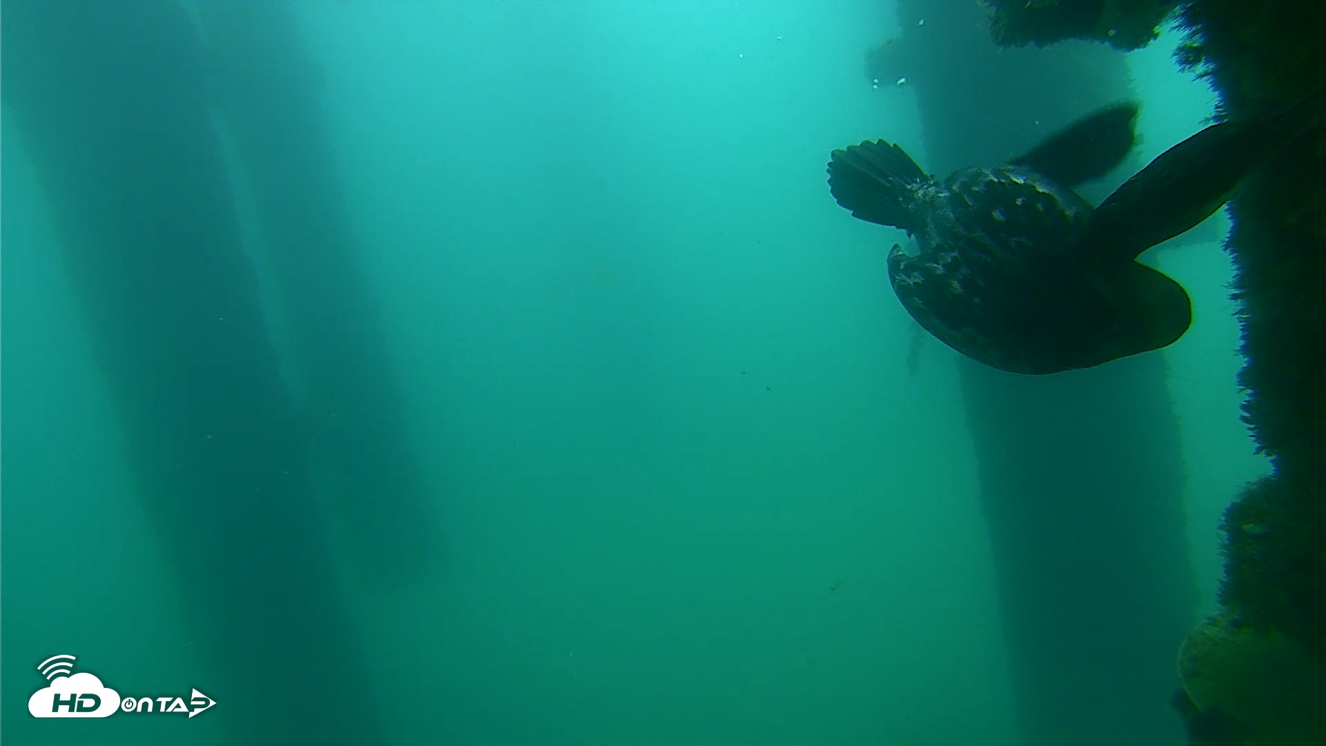 Snapshot of Scripps Pier Underwater Live Webcam taken Sep 18, 2026, 7:57am PDT