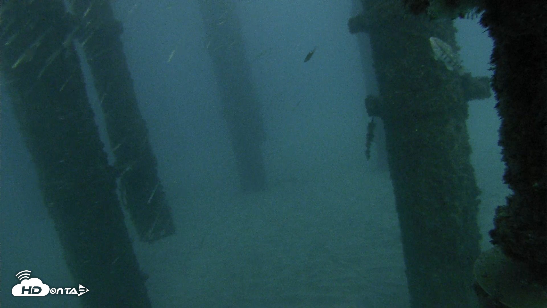Snapshot of Scripps Pier Underwater Live Webcam taken Oct 17, 2026, 6:29pm PDT