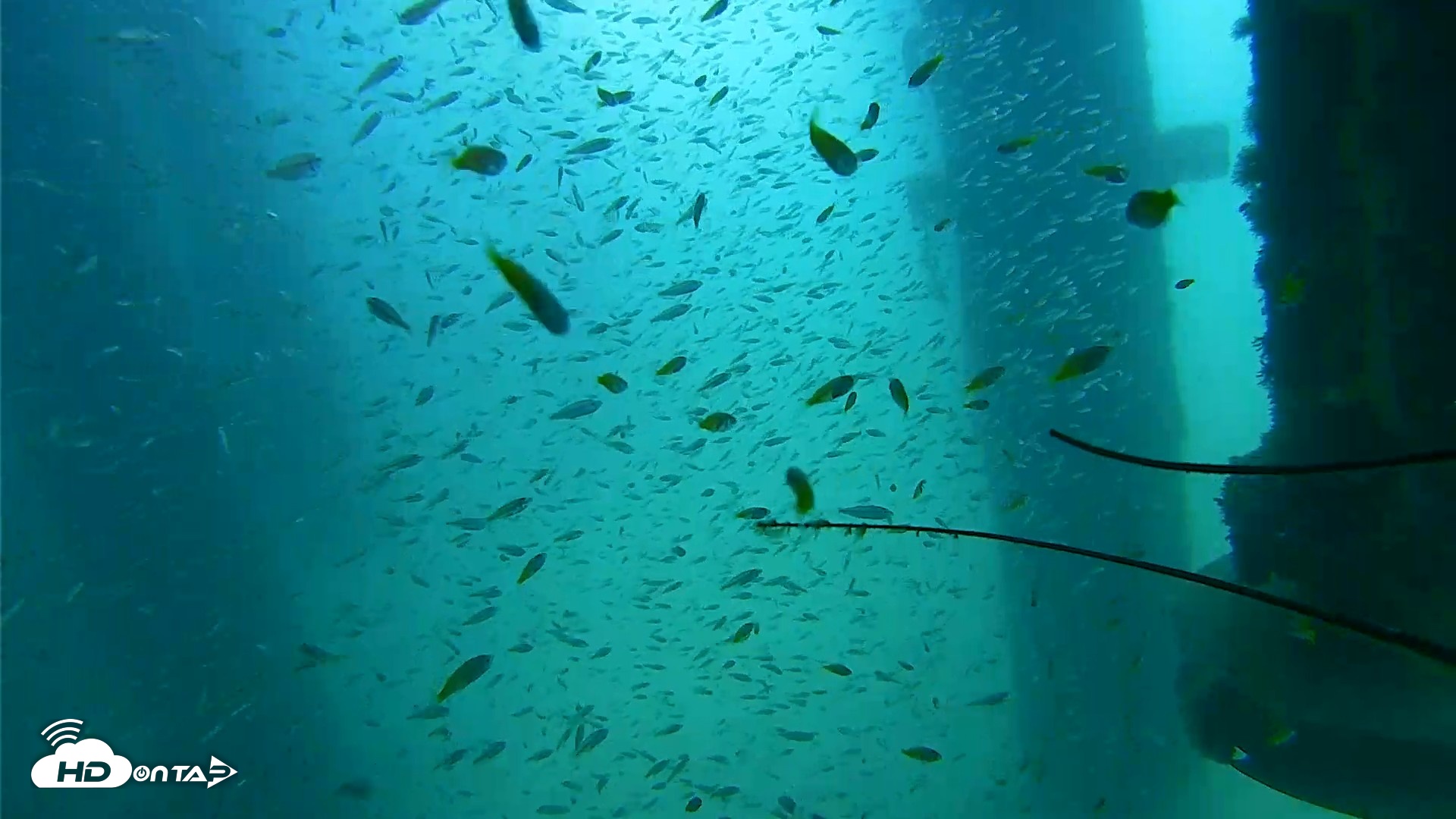 Snapshot of Scripps Pier Underwater Live Webcam taken Aug 10, 2026, 10:55am PDT