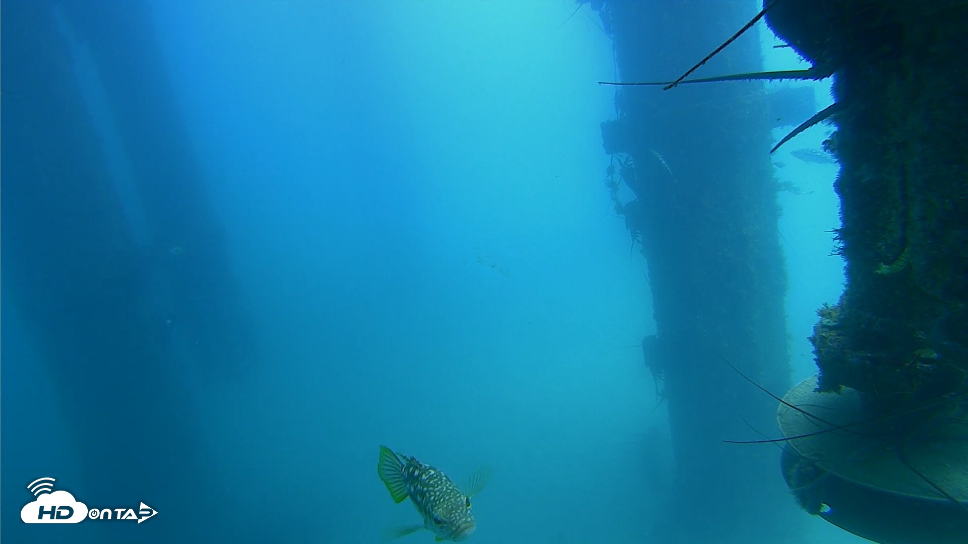 Snapshot of Scripps Pier Underwater Live Webcam taken Aug 4, 2026, 1:03pm PDT