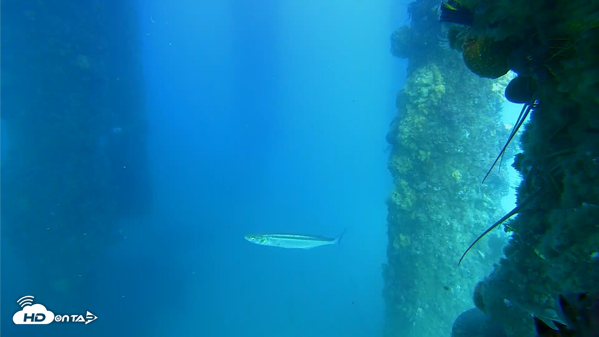 Snapshot of Scripps Pier Underwater Live Webcam taken Jun 14, 2025, 5:37pm PDT