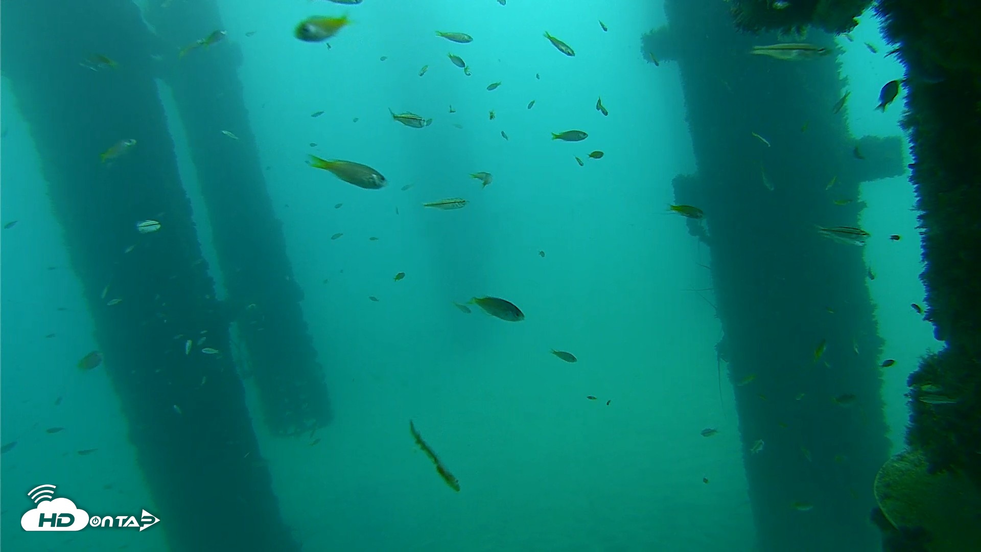 Snapshot of Scripps Pier Underwater Live Webcam taken Sep 17, 2026, 7:59am PDT