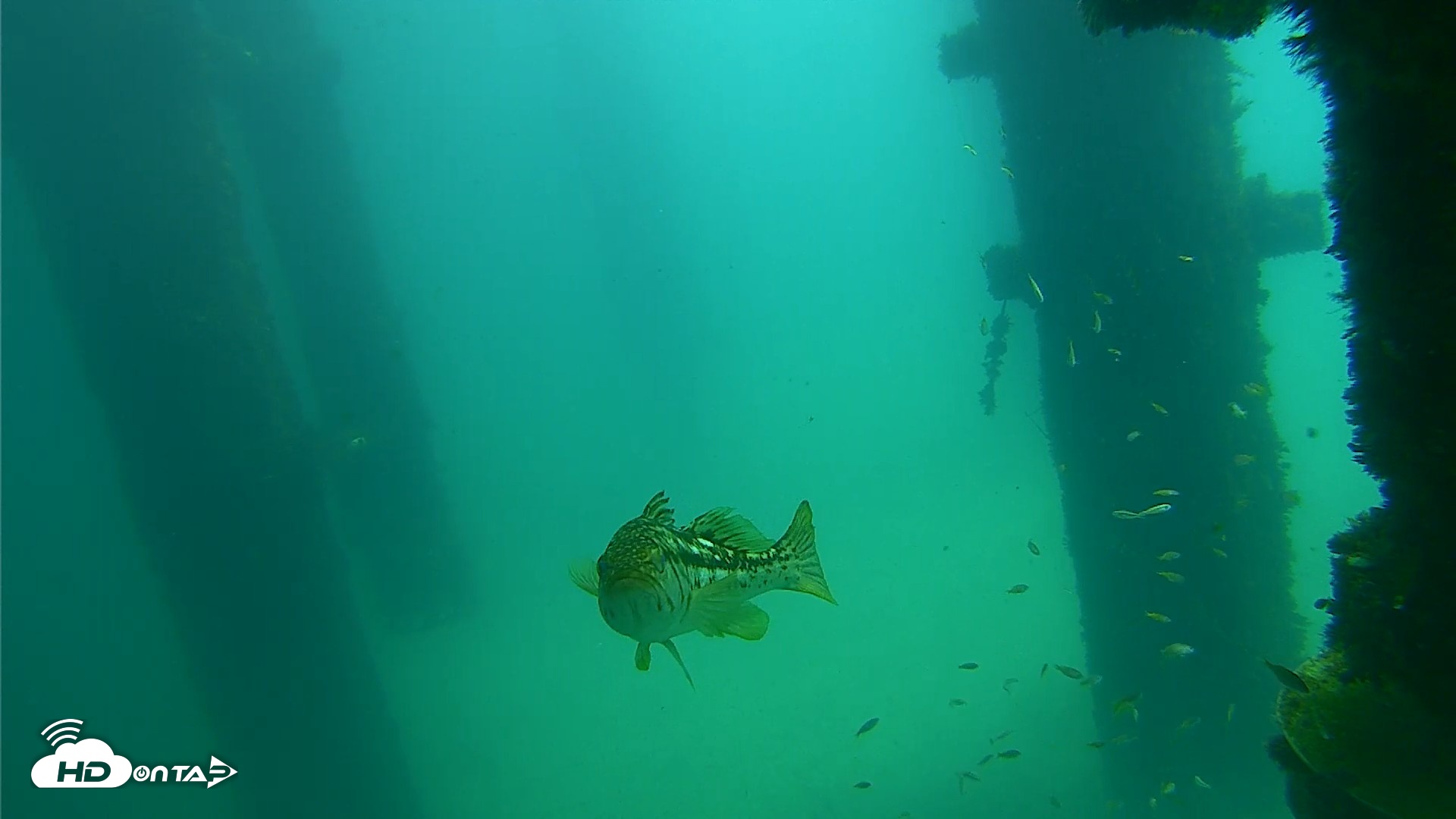 Snapshot of Scripps Pier Underwater Live Webcam taken Sep 23, 2026, 12:21pm PDT