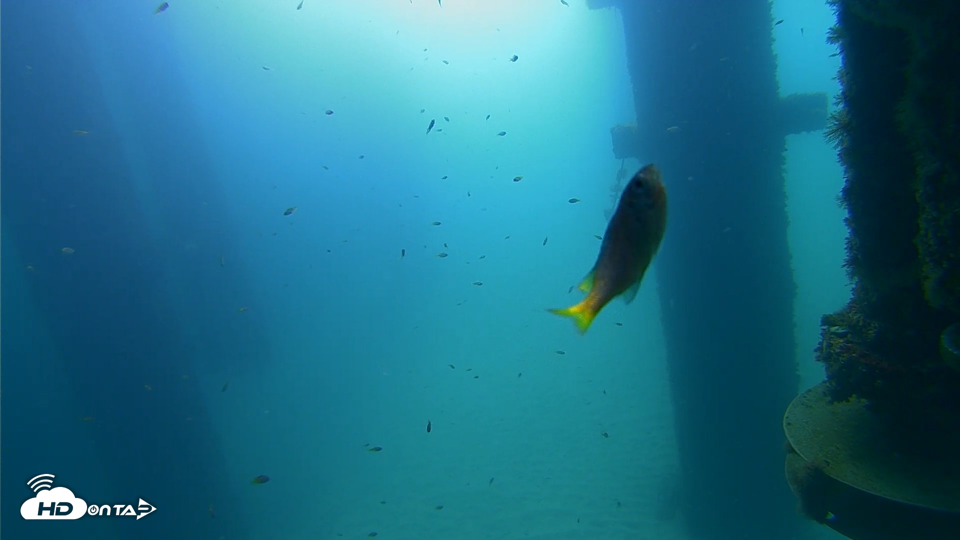 Snapshot of Scripps Pier Underwater Live Webcam taken Aug 25, 2026, 9:48am PDT
