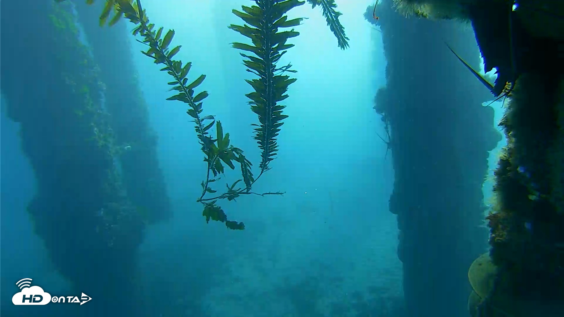 Snapshot of Scripps Pier Underwater Live Webcam taken Dec 11, 2025, 7:49am PST