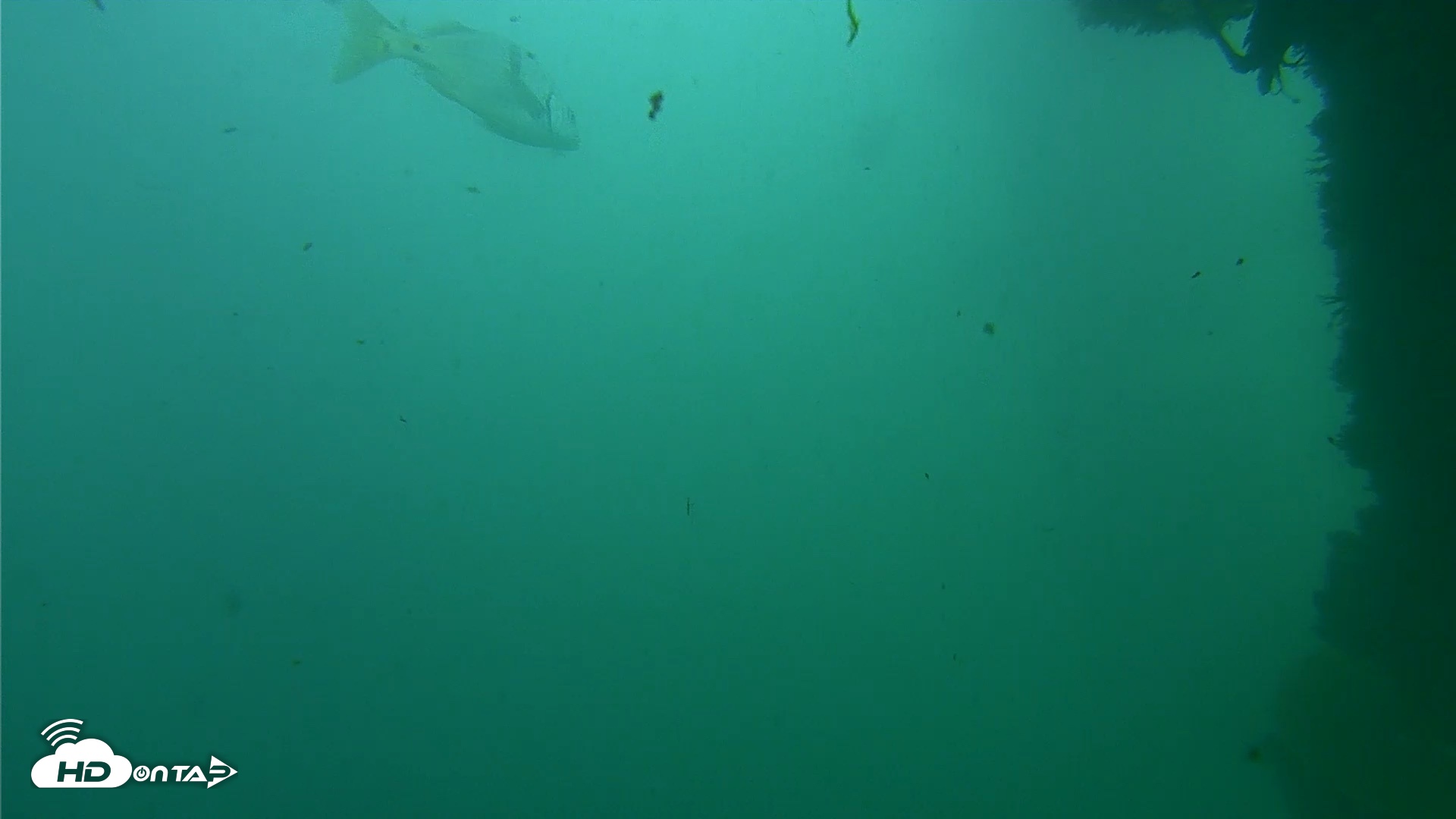 Snapshot of Scripps Pier Underwater Live Webcam taken Oct 12, 2026, 2:59pm PDT