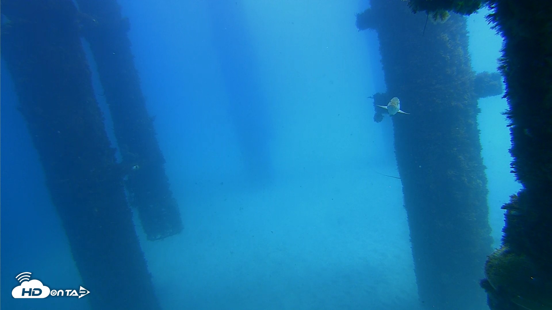 Snapshot of Scripps Pier Underwater Live Webcam taken Sep 25, 2026, 1:23pm PDT