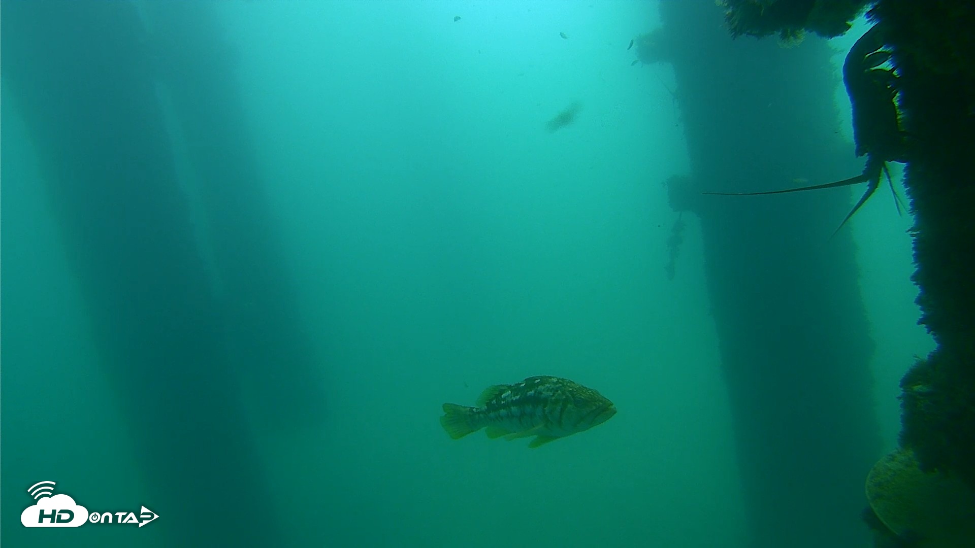 Snapshot of Scripps Pier Underwater Live Webcam taken Sep 18, 2026, 10:46am PDT