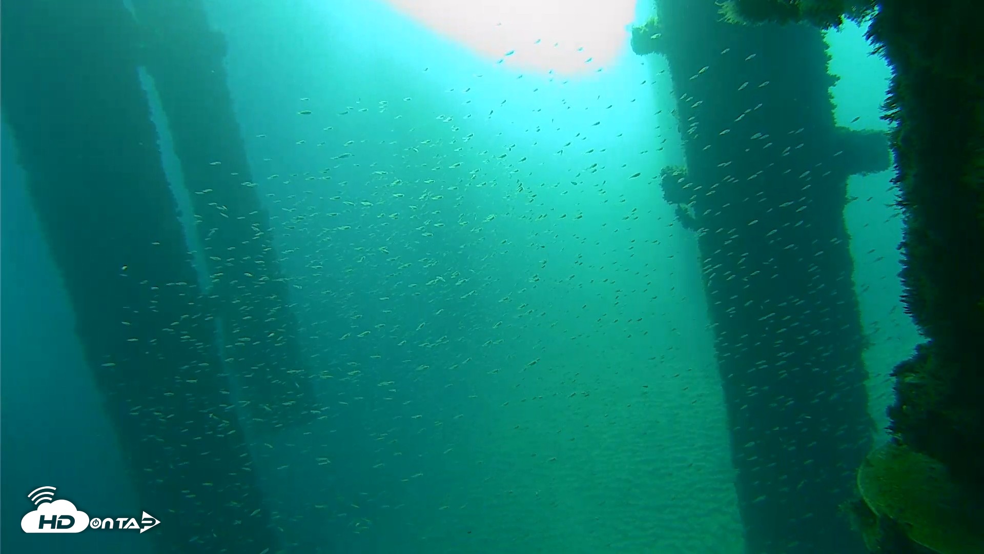 Snapshot of Scripps Pier Underwater Live Webcam taken Oct 7, 2026, 7:55am PDT