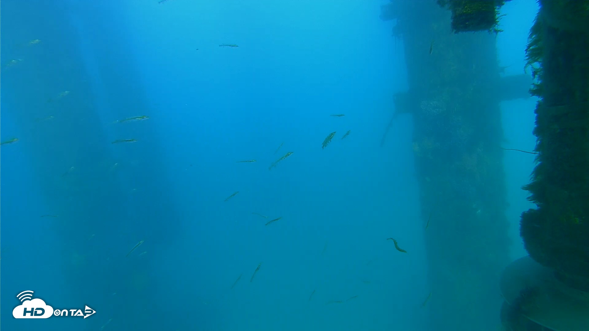 Snapshot of Scripps Pier Underwater Live Webcam taken Apr 7, 2026, 5:51pm PDT