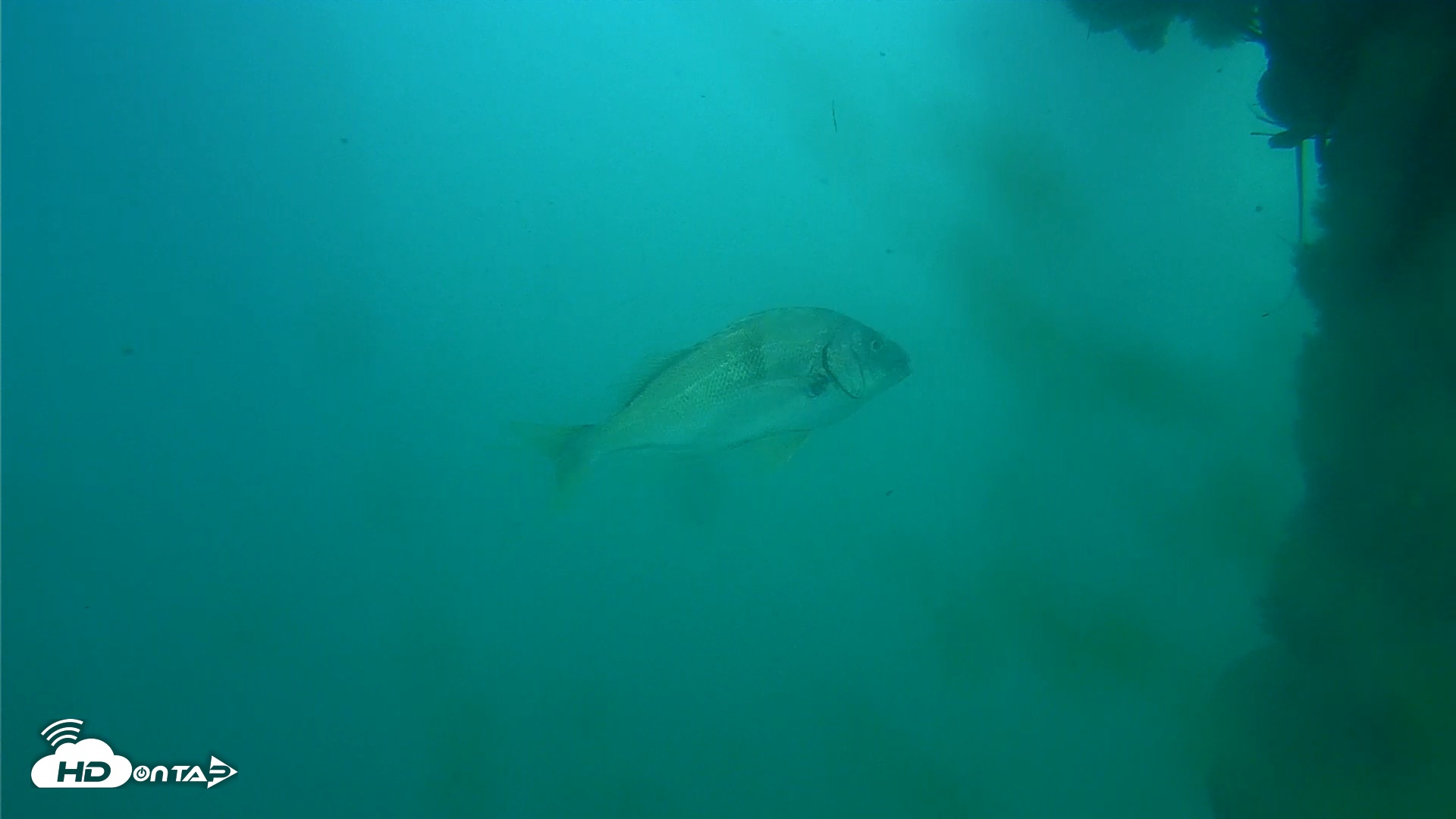 Snapshot of Scripps Pier Underwater Live Webcam taken Oct 28, 2025, 2:05pm PDT