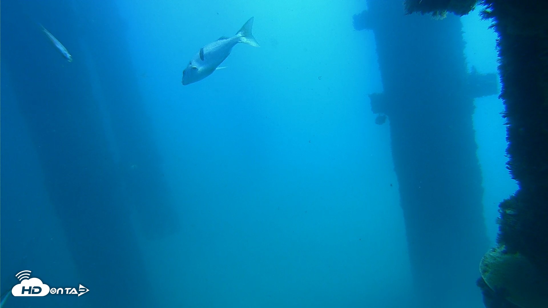 Snapshot of Scripps Pier Underwater Live Webcam taken Sep 19, 2026, 11:56am PDT