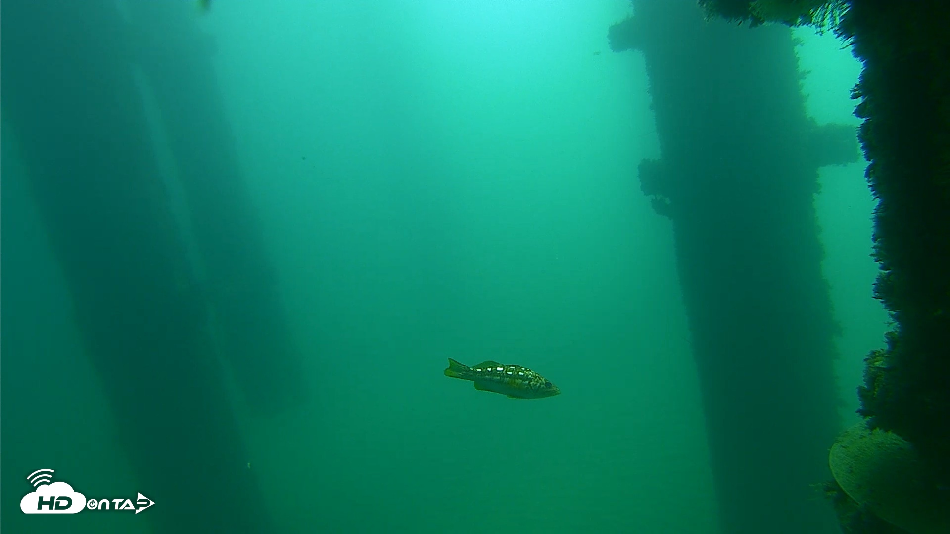 Snapshot of Scripps Pier Underwater Live Webcam taken Oct 15, 2026, 10:30am PDT