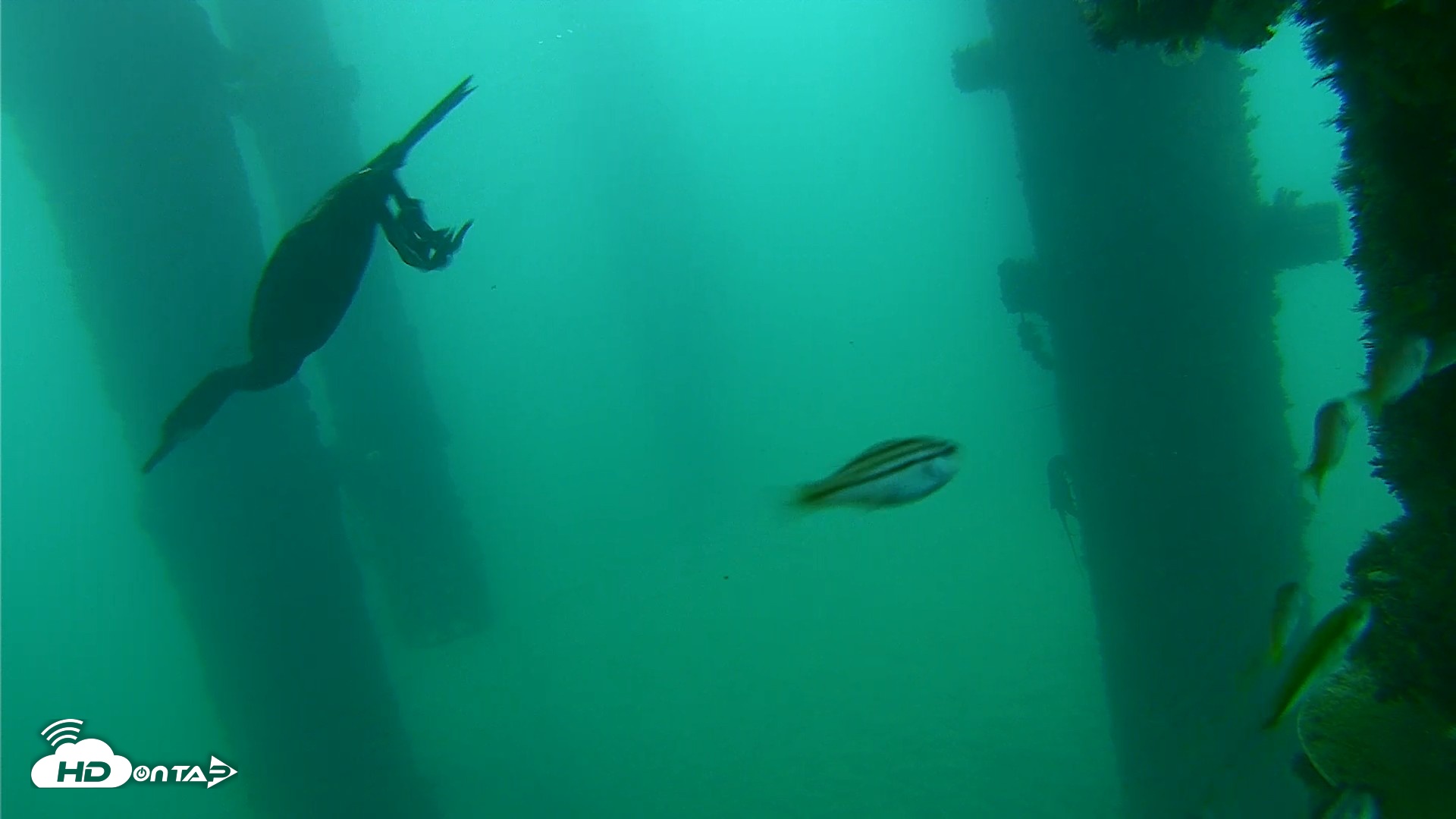 Snapshot of Scripps Pier Underwater Live Webcam taken Sep 17, 2026, 9:01am PDT