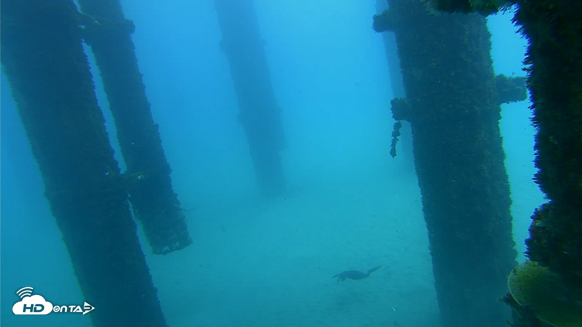Snapshot of Scripps Pier Underwater Live Webcam taken Oct 7, 2026, 1:10pm PDT