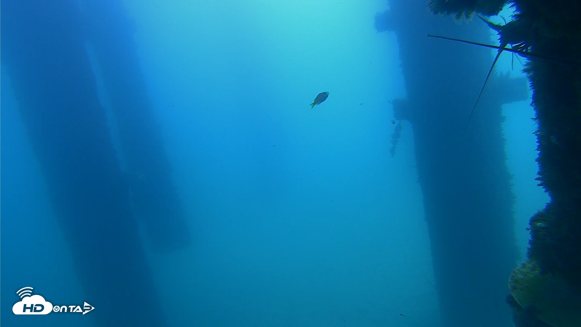 Snapshot of Scripps Pier Underwater Live Webcam taken Sep 21, 2026, 11:25am PDT