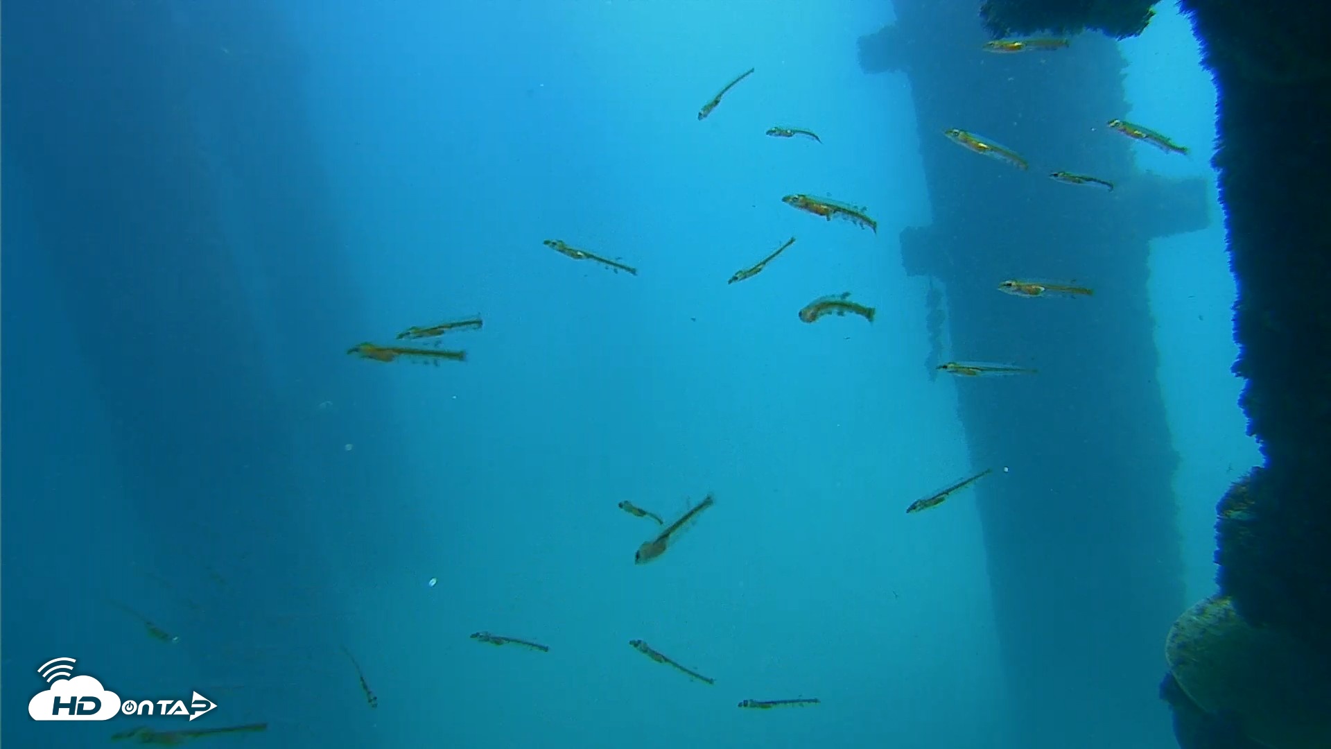 Snapshot of Scripps Pier Underwater Live Webcam taken Sep 19, 2026, 12:33pm PDT