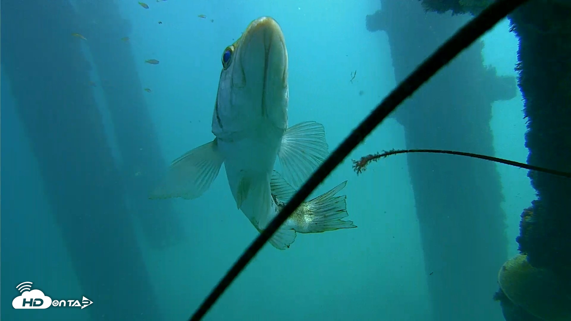 Snapshot of Scripps Pier Underwater Live Webcam taken Oct 8, 2026, 12:40pm PDT