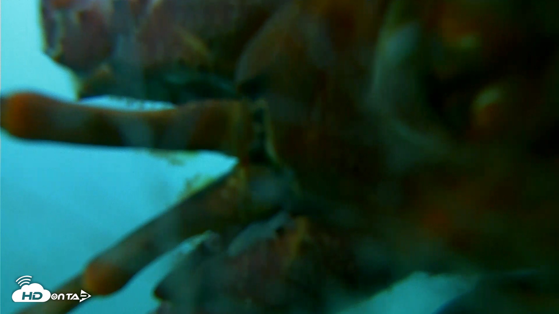 Snapshot of Scripps Pier Underwater Live Webcam taken Oct 28, 2025, 5:12pm PDT