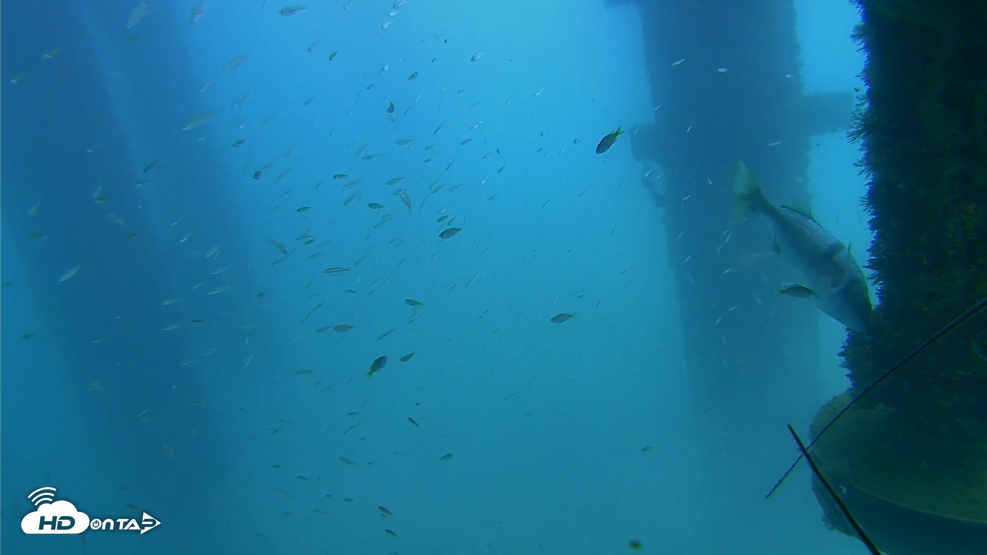 Snapshot of Scripps Pier Underwater Live Webcam taken Aug 27, 2026, 2:03pm PDT