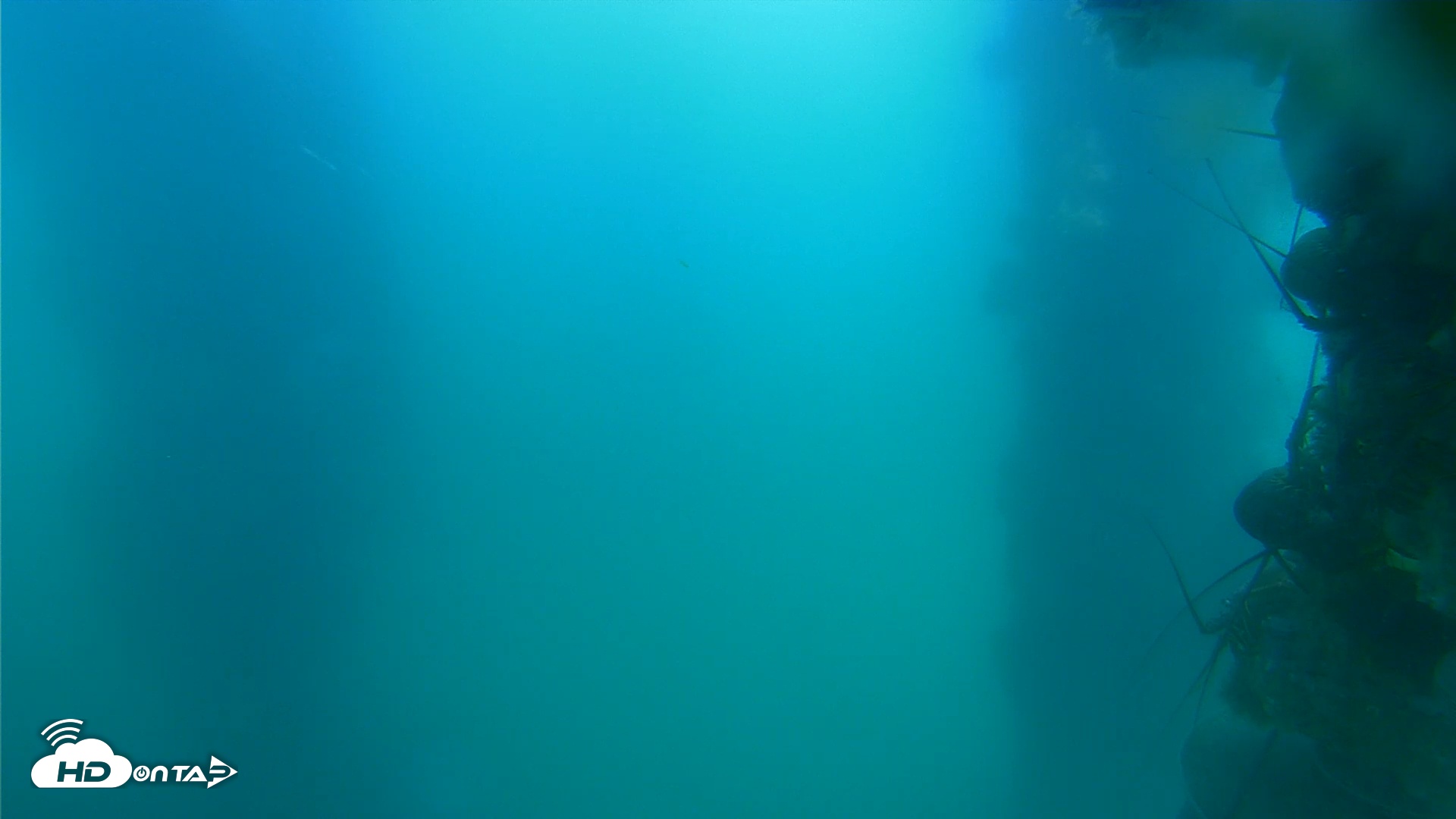 Snapshot of Scripps Pier Underwater Live Webcam taken Jul 20, 2025, 3:23pm PDT