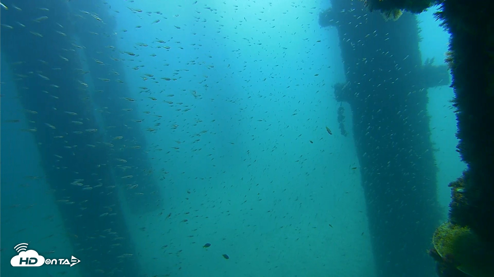 Snapshot of Scripps Pier Underwater Live Webcam taken Sep 25, 2026, 10:42am PDT