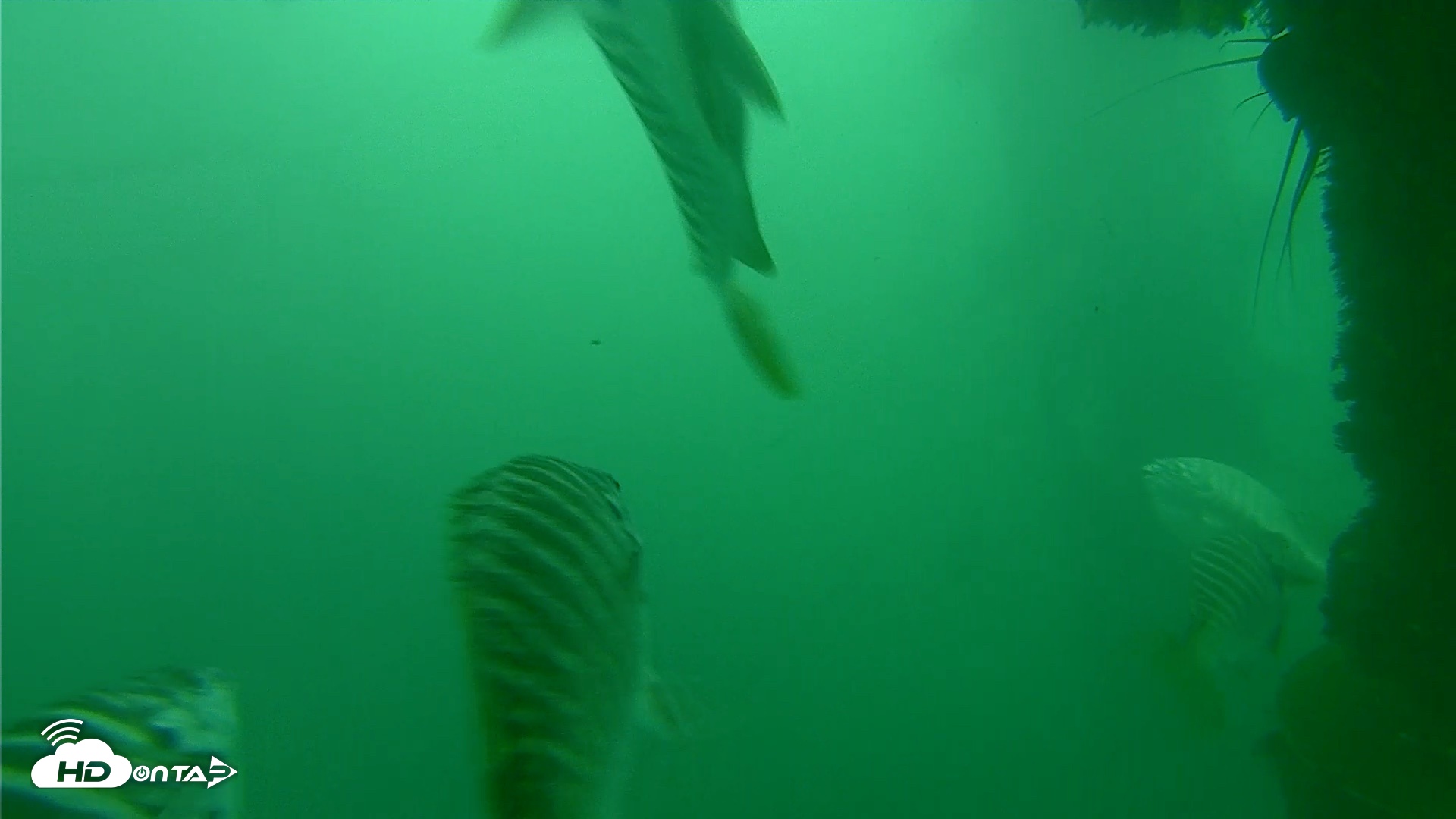 Snapshot of Scripps Pier Underwater Live Webcam taken Oct 11, 2026, 11:06am PDT