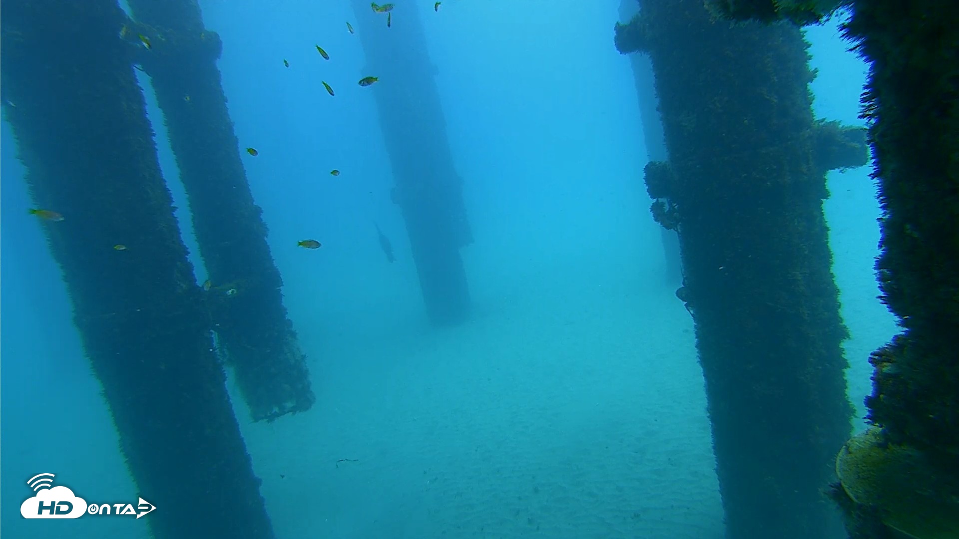 Snapshot of Scripps Pier Underwater Live Webcam taken Oct 7, 2026, 1:07pm PDT