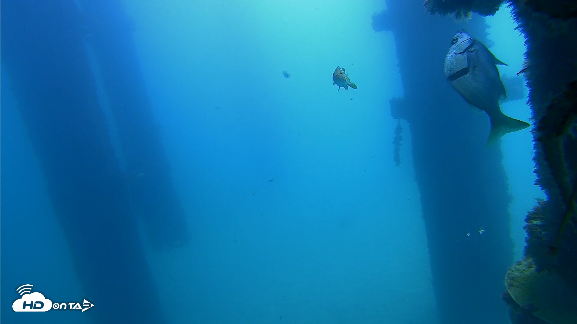 Snapshot of Scripps Pier Underwater Live Webcam taken Sep 21, 2026, 11:20am PDT