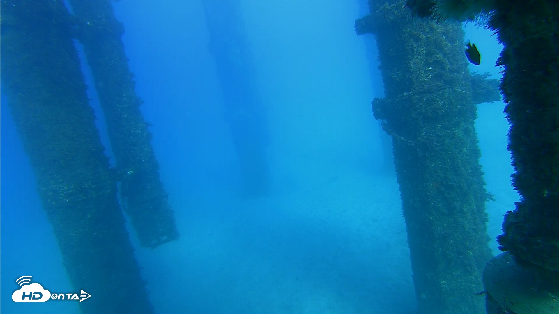 Snapshot of Scripps Pier Underwater Live Webcam taken Oct 19, 2026, 4:30pm PDT