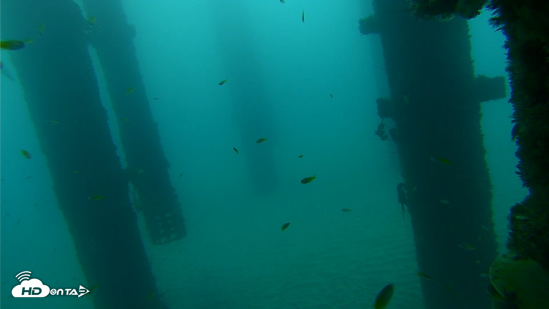 Snapshot of Scripps Pier Underwater Live Webcam taken Sep 17, 2026, 7:31am PDT