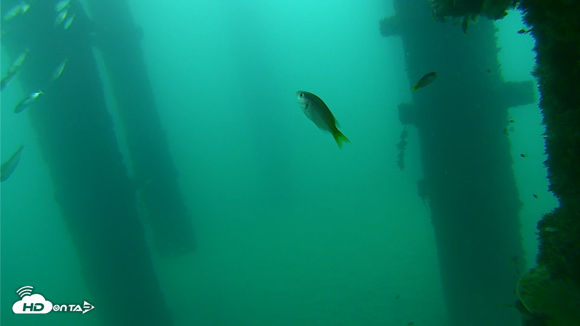 Snapshot of Scripps Pier Underwater Live Webcam taken Sep 17, 2026, 9:14am PDT
