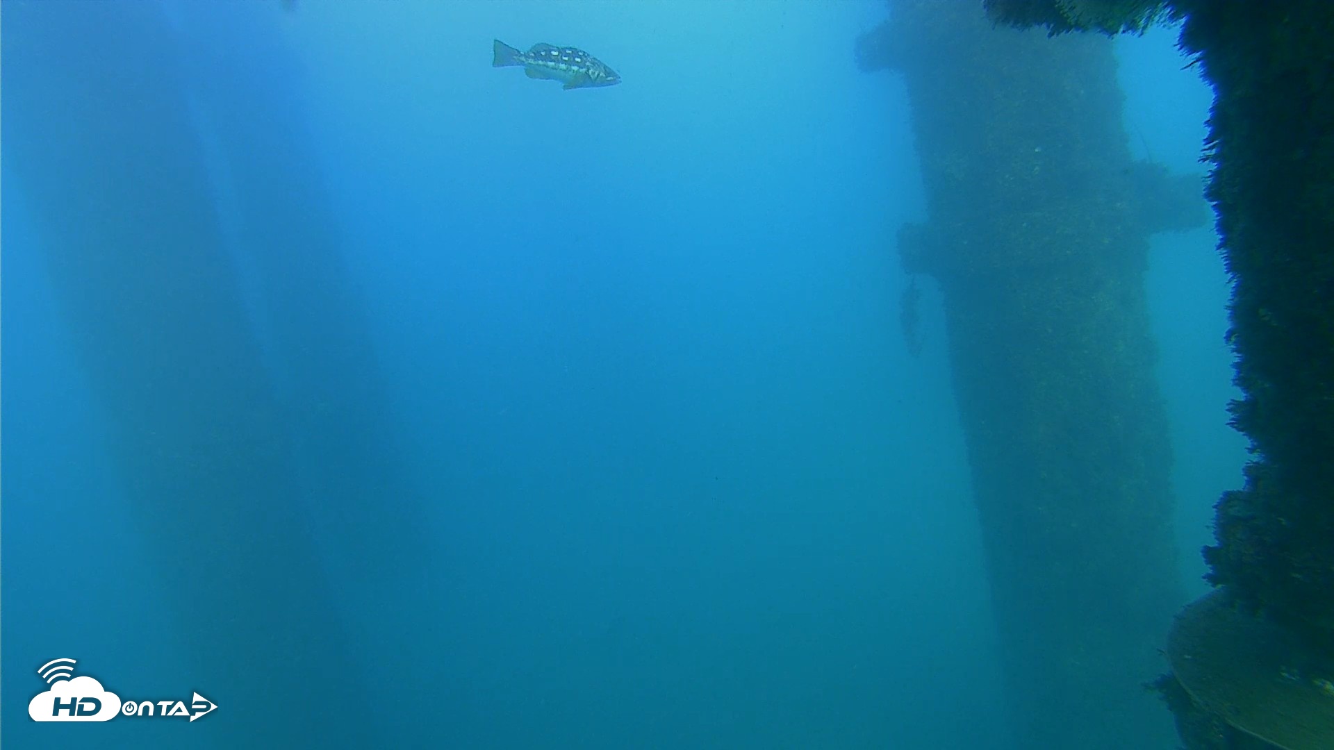 Snapshot of Scripps Pier Underwater Live Webcam taken Oct 13, 2026, 5:19pm PDT