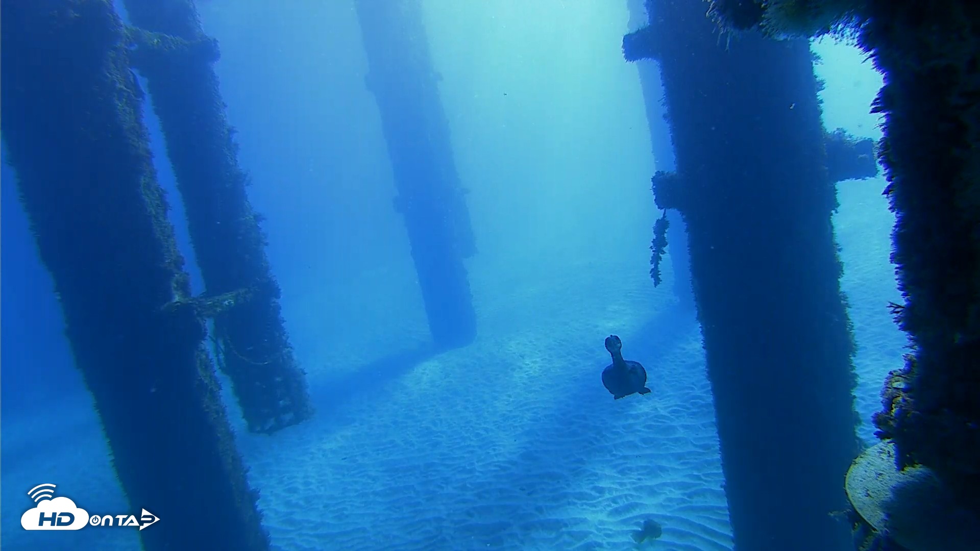 Snapshot of Scripps Pier Underwater Live Webcam taken Oct 19, 2026, 9:52am PDT