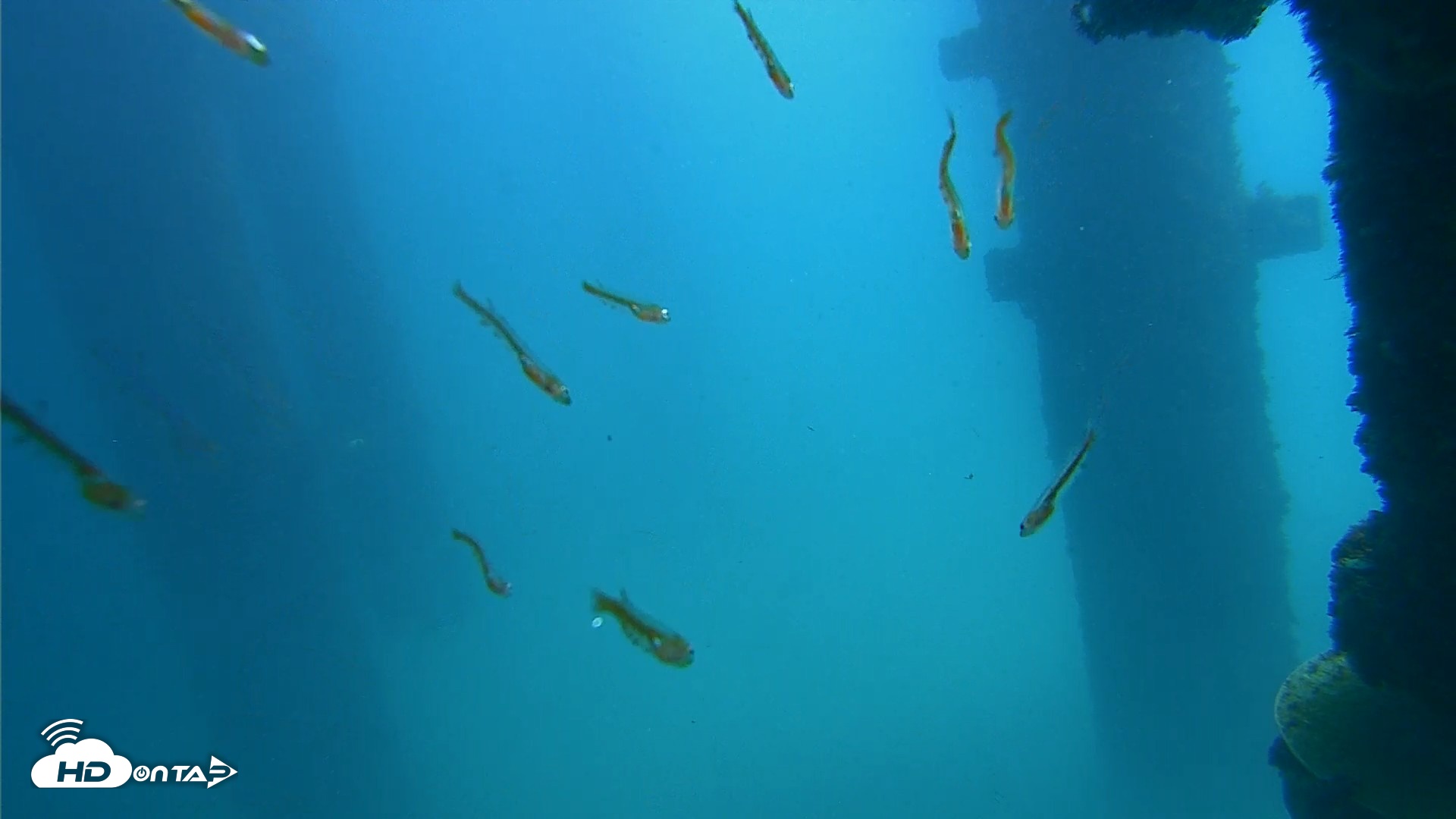 Snapshot of Scripps Pier Underwater Live Webcam taken Sep 19, 2026, 12:34pm PDT