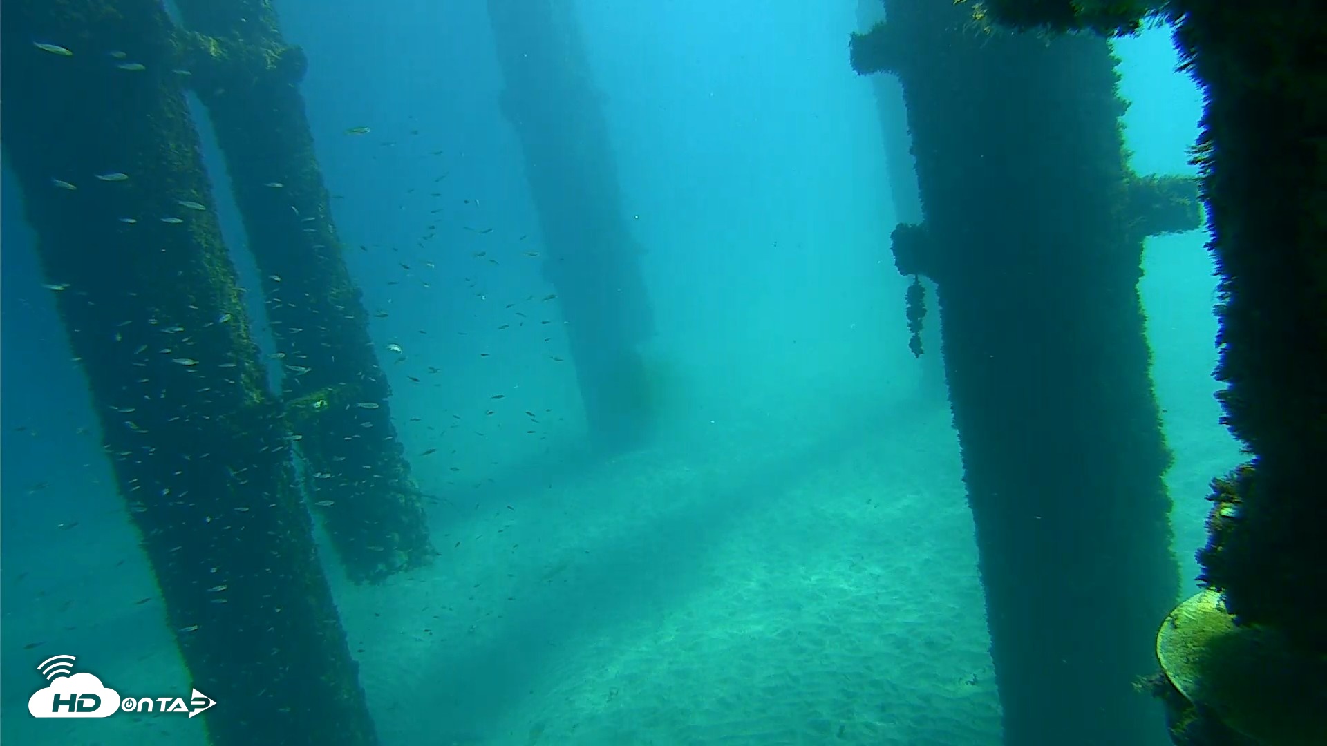 Snapshot of Scripps Pier Underwater Live Webcam taken Oct 7, 2026, 11:09am PDT