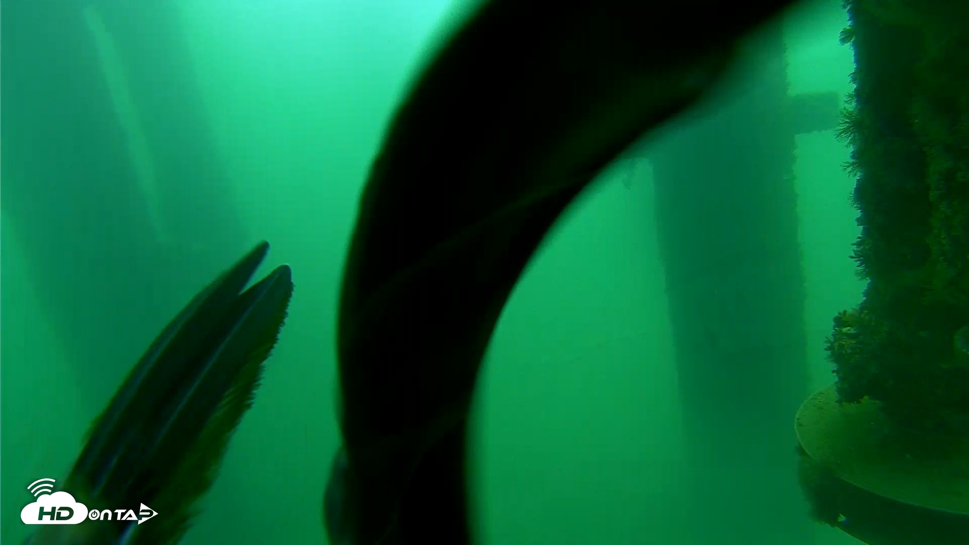 Snapshot of Scripps Pier Underwater Live Webcam taken Aug 24, 2026, 8:10am PDT