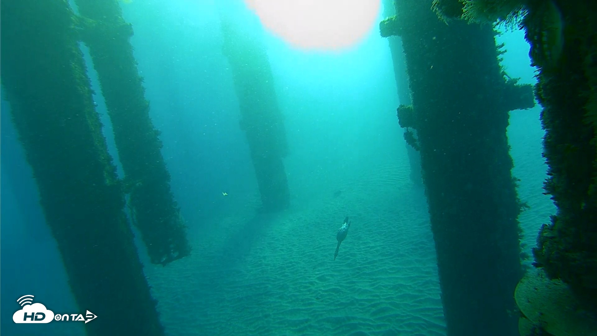 Snapshot of Scripps Pier Underwater Live Webcam taken Oct 19, 2026, 7:49am PDT